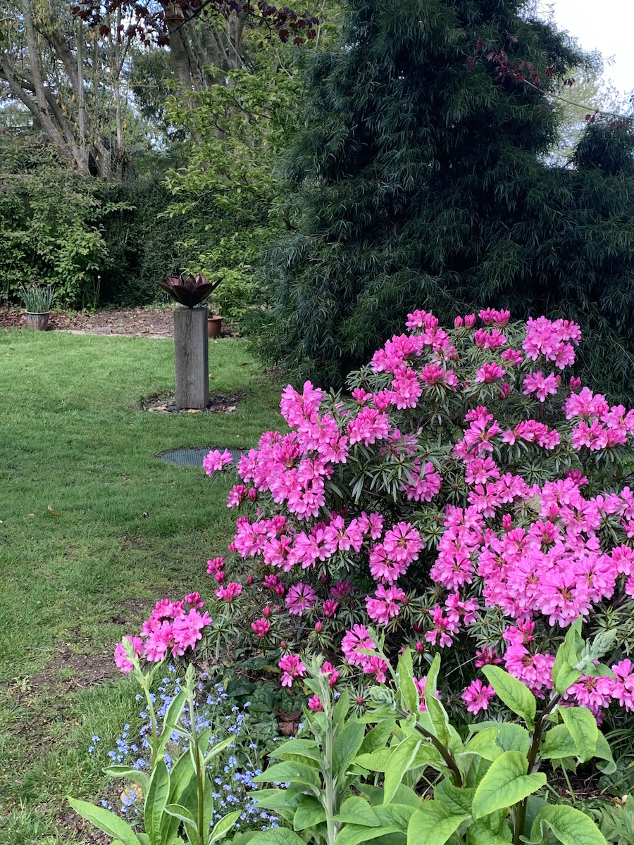 R. ponticum 'Cheiranthifolium'